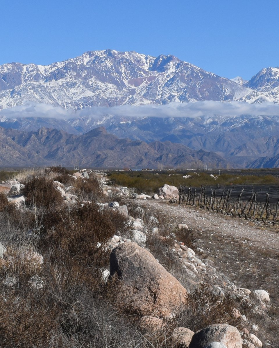 Las viñas descansan en invierno en nuestro Jardín de Hormigas, mientas la vegetación nativa se mantiene guardiana, como uno de los pilares de la biodiversidad en nuestra finca.

#JardindeHormigas