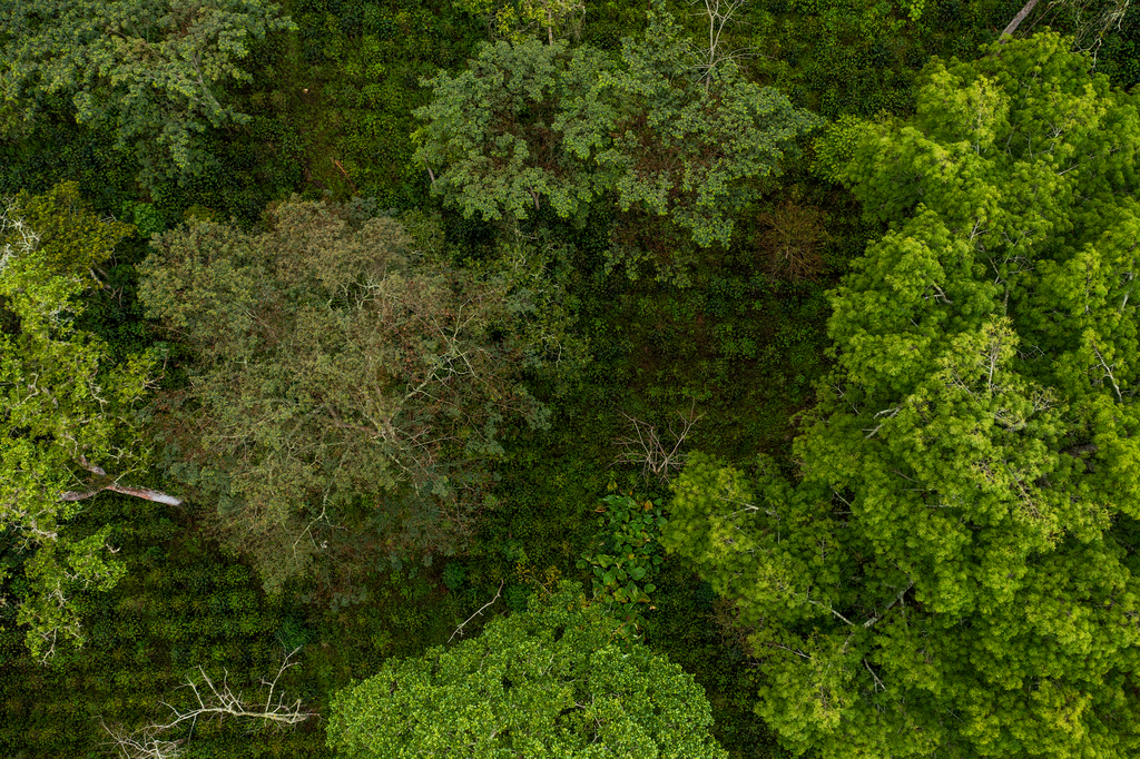 Planting trees is great, but it's not enough to fight climate change.

Carbon markets let farmers earn money by planting new trees and selling "carbon credits" to companies and governments looking to offset their emissions. For coffee farmers, this can be a lifeline when coffee