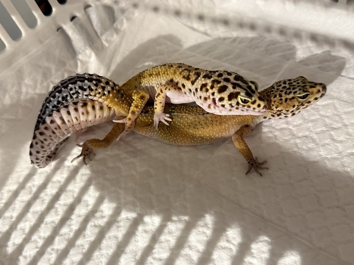 shaa_reptiles's tweet photo. 実はSuke rep CB × Suke rep 神戸店(で買った子)から有精卵取れてまして、今のところ順調です！

無事にハッチしたら報告しますね！ https://t.co/Y34bi7EeOv