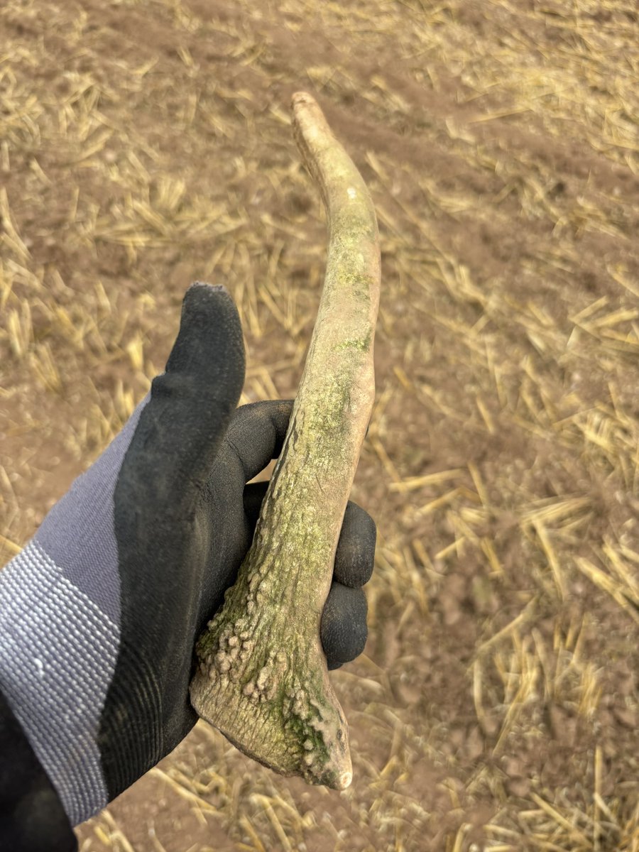 Bloody hell! Never found an antler before