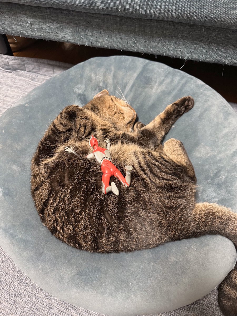 #アテチ

皆様の愛情をたっぷりいただき、こんなに大きくなりました！

2021                            2025