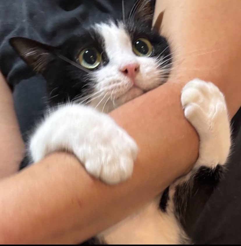 AleS_0407's tweet image. If only I could…

#SUPERWEEK #SUPERSHOW9
#superjunior #슈퍼주니어 
@siwonchoi #Siwon #최시원 #시원