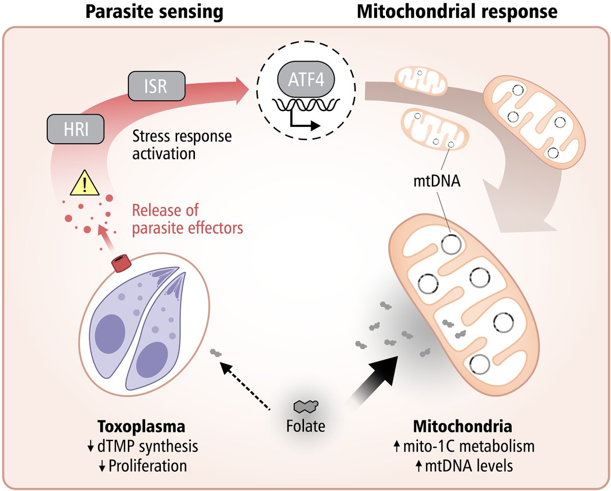 NikoMcCarty's tweet photo. Mitochondria are known as the "powerhouses" of a cell. But that is a ridiculously incomplete description.

A new study shows that human cells "weaponize" mitochondria during infection. Mitochondria ramp up their metabolism to deprive pathogens of folate, a molecule required for DNA replication.

In other words, this study gives a mechanism by which mitochondria defend host cells from infections. It comes at time when mitochondria are (increasingly) being seen as not only "energy creators," but also living organisms in their own right. (Our most popular essay at @AsimovPress is called "Mitochondria are Alive" and it argues this viewpoint.)

Before I explain this new paper, some context:

1. Each human cell has ~100-1,000 mitochondria.
2. Each mitochondrion carries 2-10 copies of its own genome, distinct from the cell.
3. The cell makes folate, which moves into the mitochondria (through a transporter protein).
4. Folate is needed to make the nucleotides that are used to build DNA! It is super important.

For this paper, researchers infected 3 types of human cells (a cancer cell line, HeLA cells, and fibroblasts) with Toxoplasma gondii, a single-celled parasite. In each case, this caused the amount of mitochondrial DNA to shoot way up. Cells did NOT have more mitochondria, but those mitochondria had much MORE DNA.

This happened, they found, because after infection the cells activate a transcription factor, called ATF4, that then coaxes mitochondria to ramp up their one-carbon metabolism (like building thymidine for DNA). ATF4 levels go up by ~16x after infection and, if you knock this protein out, the mitochondrial DNA increase goes away, and parasites replicate in the cell faster.

(ATF4 activation is not a "general" response to infection. ATF4 only goes up if the human cell senses very specific "effector proteins" secreted by the pathogen!)

But why does the host cell want to ramp up mitochondrial DNA? To hoard folate and keep it away from the pathogen!

The researchers traced the flow of atoms from labeled serine, which feeds into folate metabolism. In normal cells, infection shifted folate use toward the mitochondria. In cells missing ATF4, it shifted folate toward the parasite. Parasites growing in cells without ATF4 had more DNA building blocks (dTMP and dTTP), and they multiplied faster. In short, human cells fight off infections by ordering mitochondria to compete for folate.

Aside from this paper, there is tons of evidence showing that mitochondria are more important than most textbooks give them credit for. Mitochondria also:

1. Grow and reproduce in a distinct way from the host cell.
2. Monitor hormones and metabolites in the cell to watch out for infections. (They sense viral intrusions, for example, and signal host cells to kill themselves to halt the virus' spread.)
3. Have their own genomes, of course, and use biomolecules distinct from the cell's nucleus.

TL;DR Mitochondria are alive, man.