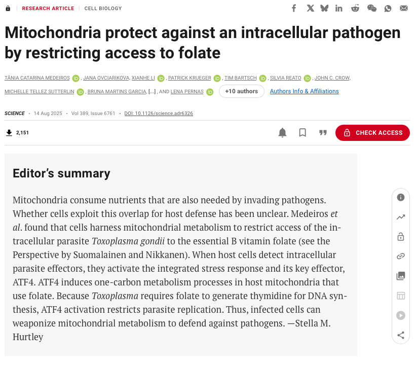 Mitochondria are known as the "powerhouses" of a cell. But that is a ridiculously incomplete description.

A new study shows that human cells "weaponize" mitochondria during infection. Mitochondria ramp up their metabolism to deprive pathogens of folate, a molecule required for