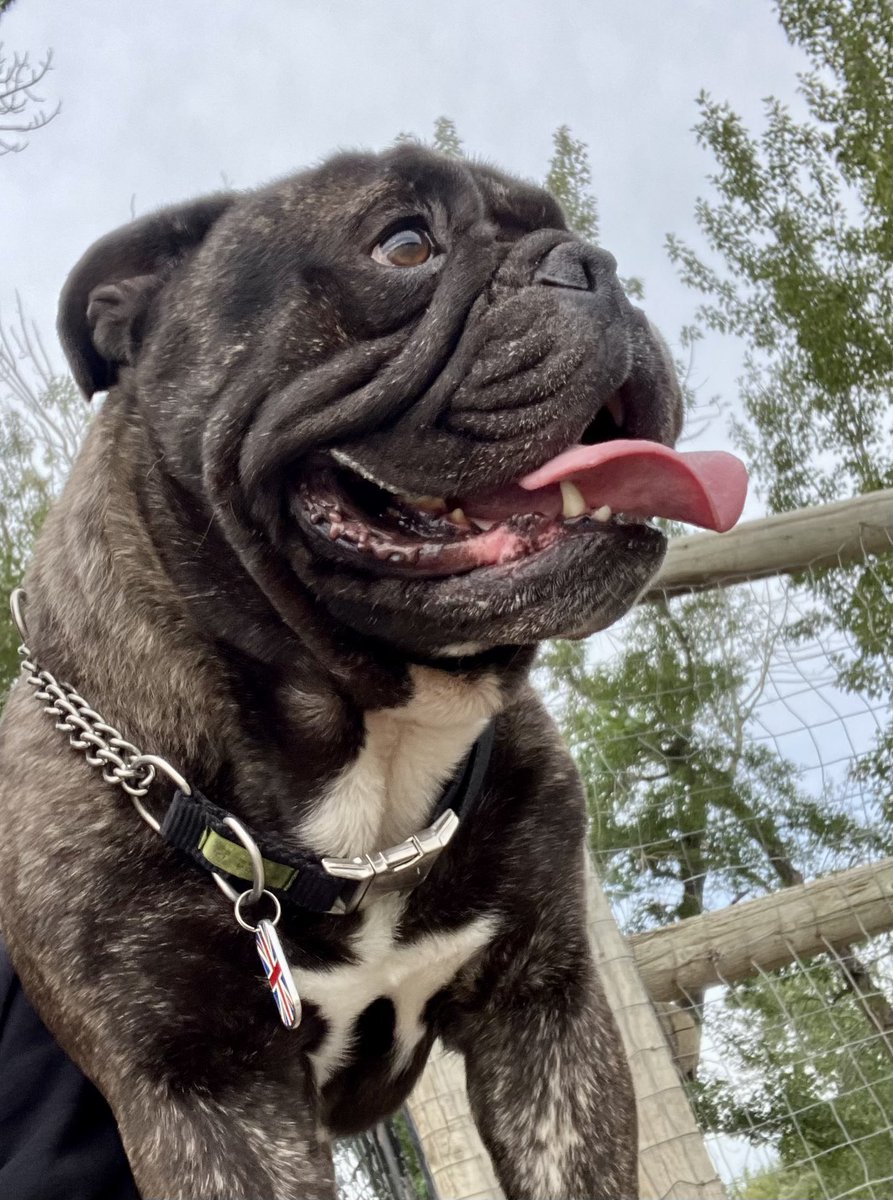 A big Tongues out Tuesday to you!

Stay Handsome-HB