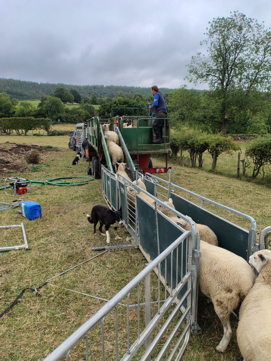 Scab is in the dale.
Again.
Dipping time.