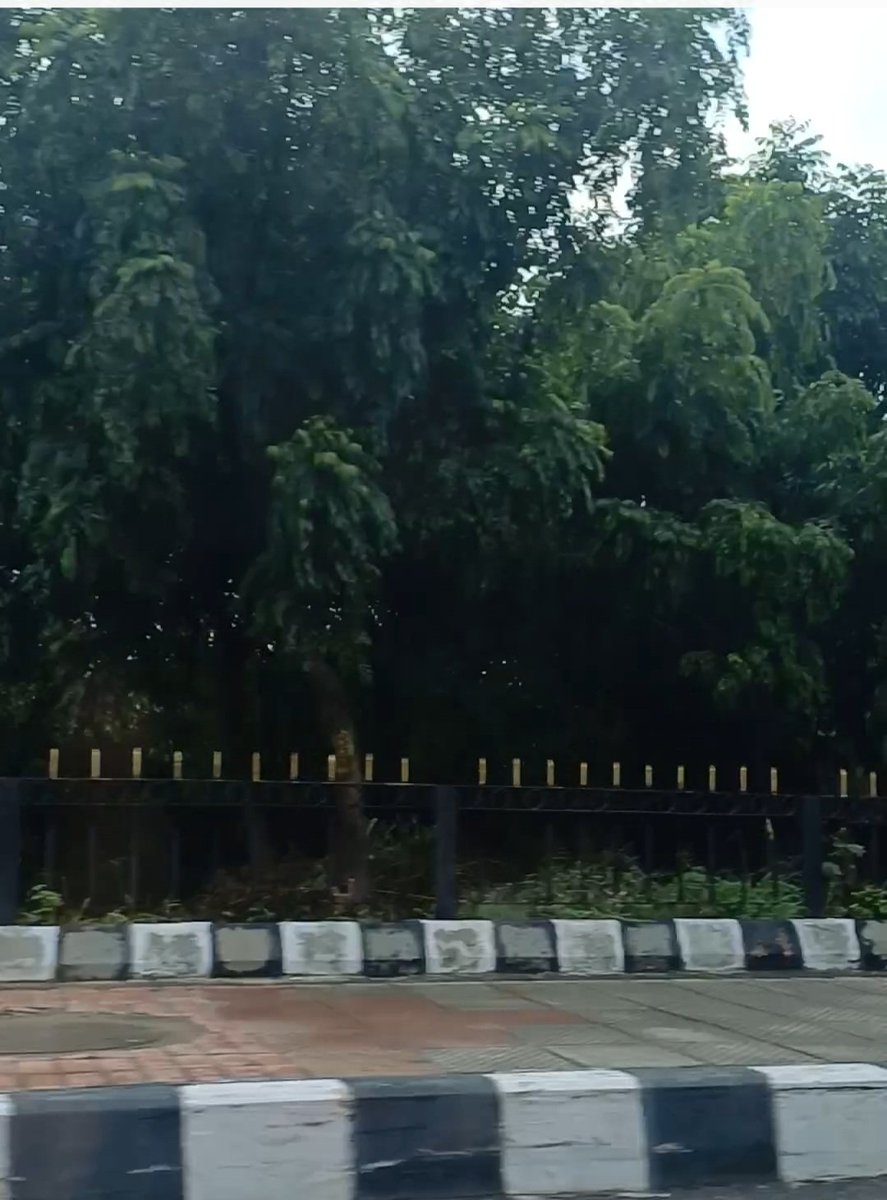 The good thing about the steady rains ....the flourishing greenery! 
🌳🌳🌳
#delhidiaries