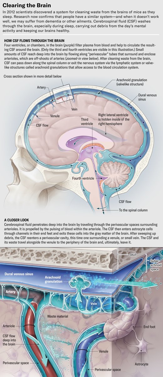 Eric Topol (@erictopol) on Twitter photo How your brain's metabolic waste products get cleared during sleep, featuring the pivotal 2012 discovery of glymphatics <a href="/sciam/">Scientific American</a> <a href="/LydiaDenworth/">Lydia Denworth</a> scientificamerican.com/article/how-sl… How your brain's metabolic waste products get cleared during sleep, featuring the pivotal 2012 discovery of glymphatics <a href="/sciam/">Scientific American</a> <a href="/LydiaDenworth/">Lydia Denworth</a> scientificamerican.com/article/how-sl…