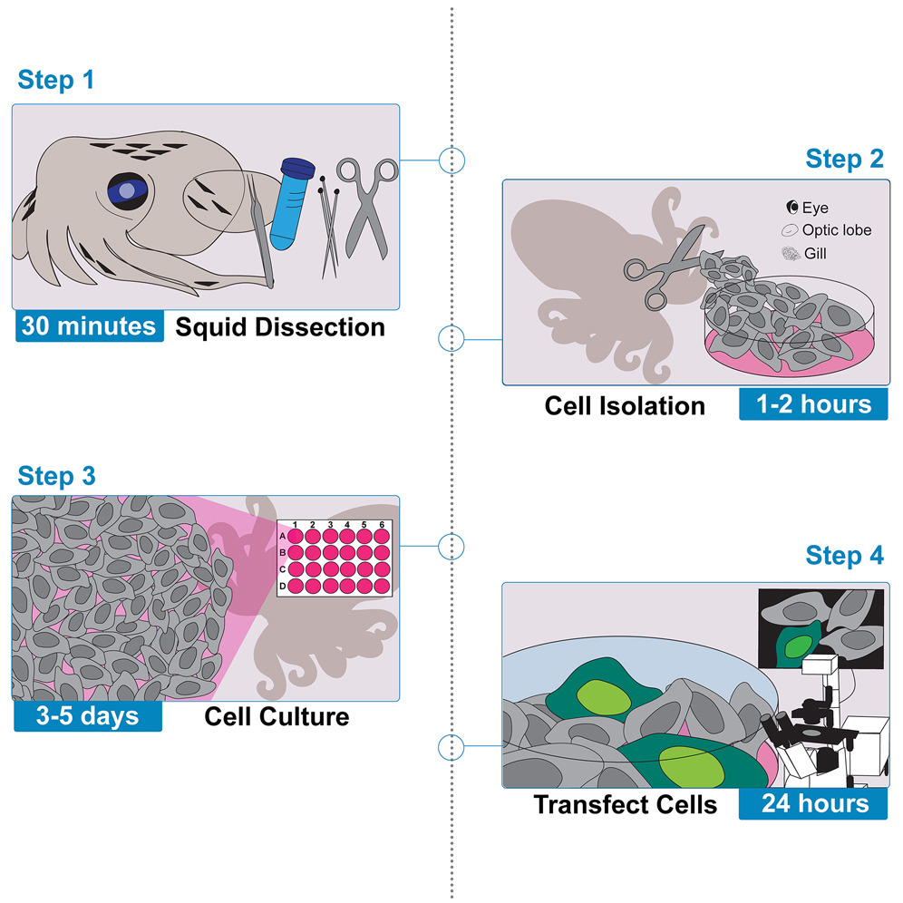 yoonji kim (@yoonj_k) on Twitter photo Our squid primary cell isolation protocol is now out in <a href="/STARProtocols/">STAR Protocols</a> ⭐️🦑🧫This protocol enables molecular studies of cephalopod biology, aging, and basic cell physiology. Thanks to <a href="/brangwynnelab/">brangwynnelab</a> <a href="/HaileyTanner26/">Hailey Tanner</a> <a href="/JoshRosenthal16/">Josh Rosenthal</a> check it out here tinyurl.com/3knvkhyh 🤩 Our squid primary cell isolation protocol is now out in <a href="/STARProtocols/">STAR Protocols</a> ⭐️🦑🧫This protocol enables molecular studies of cephalopod biology, aging, and basic cell physiology. Thanks to <a href="/brangwynnelab/">brangwynnelab</a> <a href="/HaileyTanner26/">Hailey Tanner</a> <a href="/JoshRosenthal16/">Josh Rosenthal</a> check it out here tinyurl.com/3knvkhyh 🤩