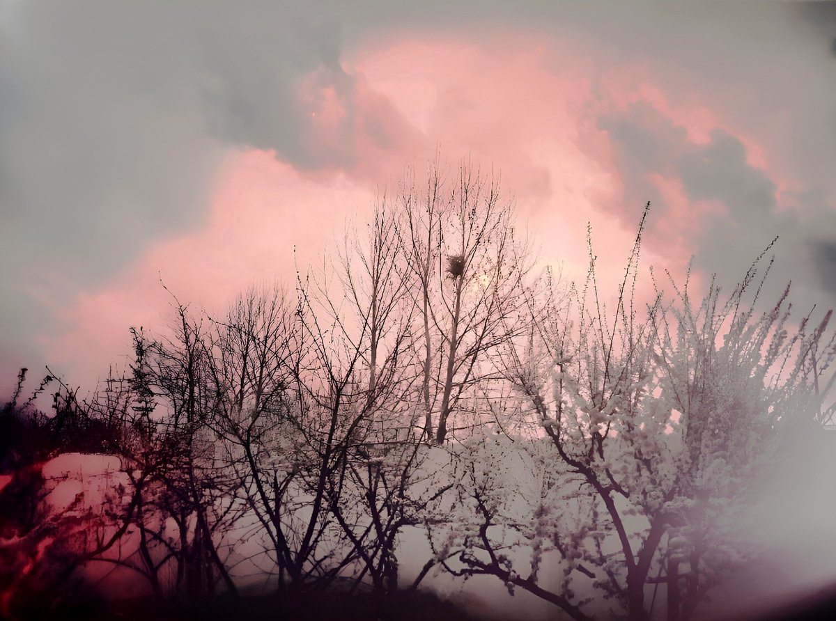 Neda Tavallaee tweet media