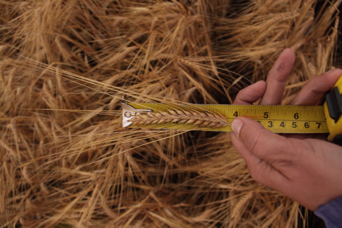 Our CDC Fraser barley, CDC Durango barley and CDC Reign wheat are all doing well with the lack of moisture it got this summer. Showing its drought tolerant ability as the heads are showing strong signs and good seed counts.

#choosecertifiedseed #harvest25