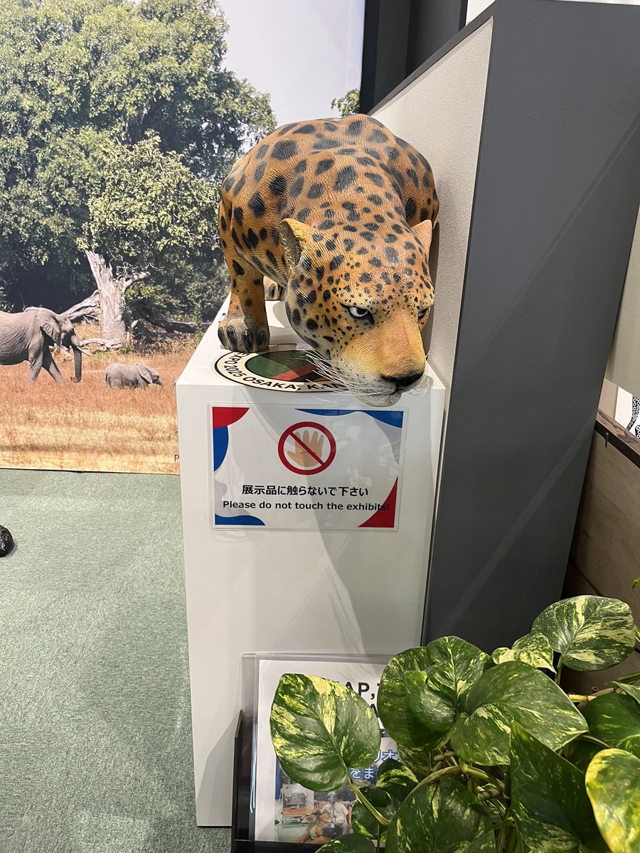 コモンズで見かけた大型の猫科たち