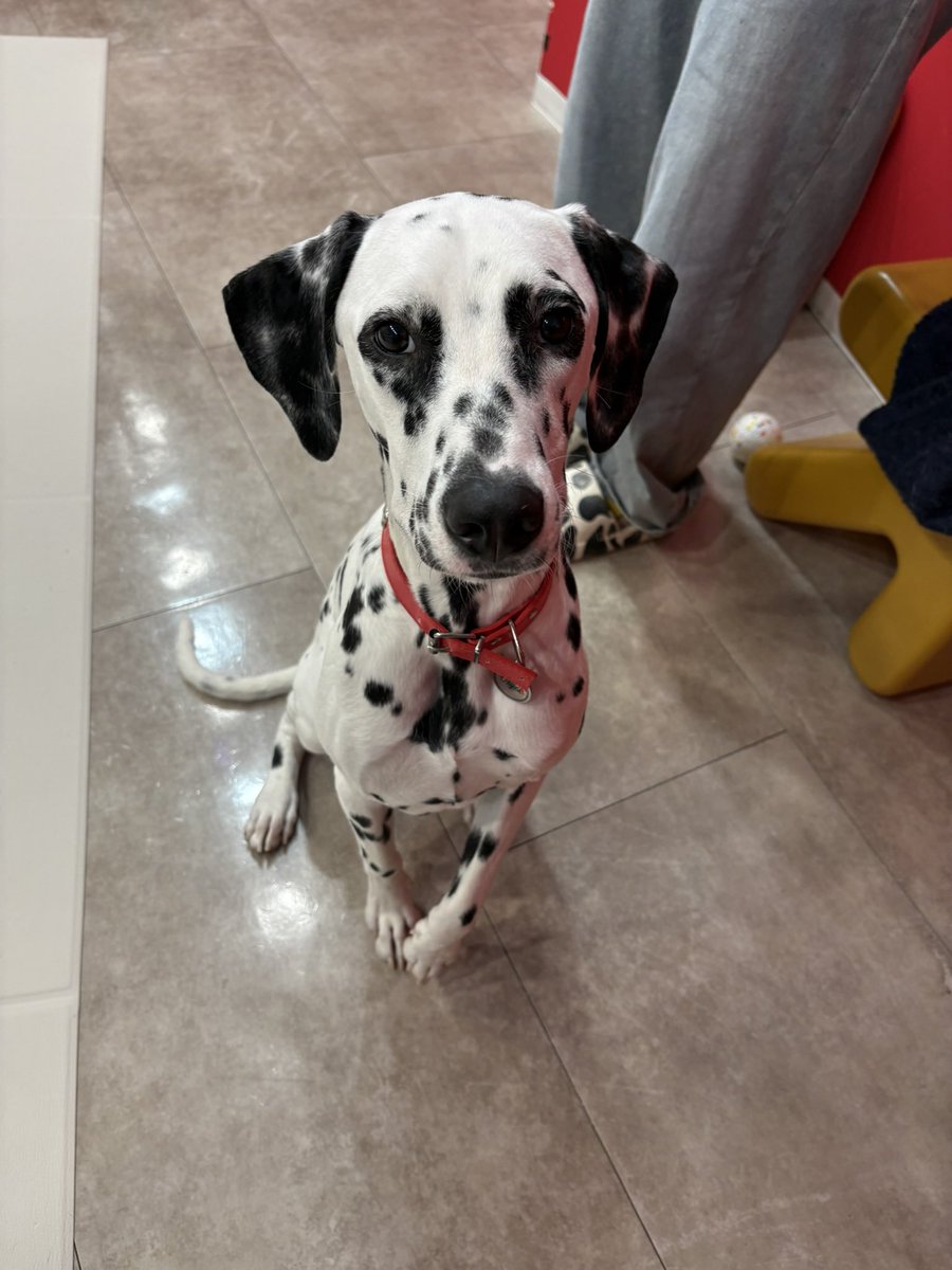 sm_0819_'s tweet photo. 最近はダルメシアンカフェに行くのにハマってます🫶
大型犬にしかない可愛さがある…🫶
推し犬2頭🫶 https://t.co/wCH5oOIH7x