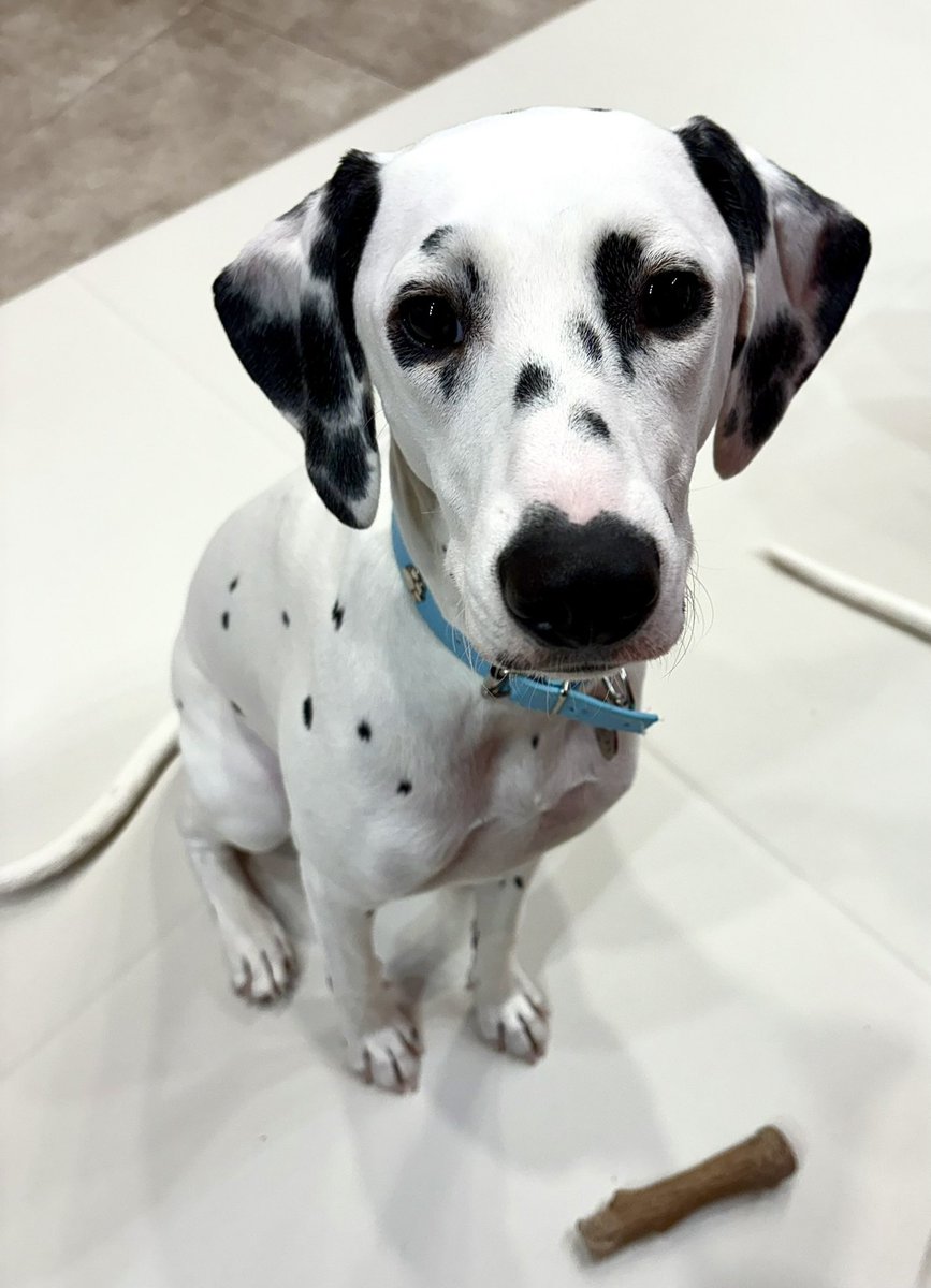 sm_0819_'s tweet photo. 最近はダルメシアンカフェに行くのにハマってます🫶
大型犬にしかない可愛さがある…🫶
推し犬2頭🫶 https://t.co/wCH5oOIH7x