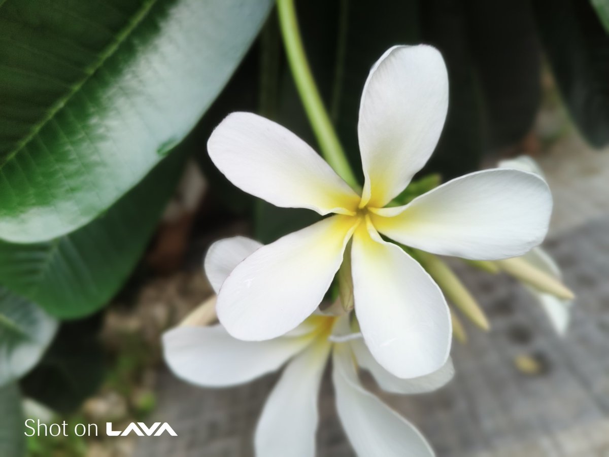 rbakotra's tweet photo. The Lava Play Ultra, with its top-of-the-line Sony sensor camera, is a standout performer in its segment. Enjoy the perfect blend of powerful specs and camera excellence, all at an amazing value. Watch the launch here https://t.co/BTEOVorPqu
#LavaPlayUltra https://t.co/vzZrCpLD4Q