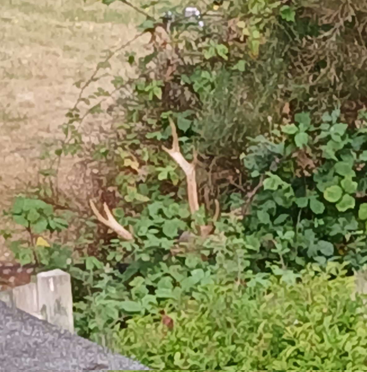 FurnellRobert's tweet photo. Spot the stag. https://t.co/anISXvlDQq