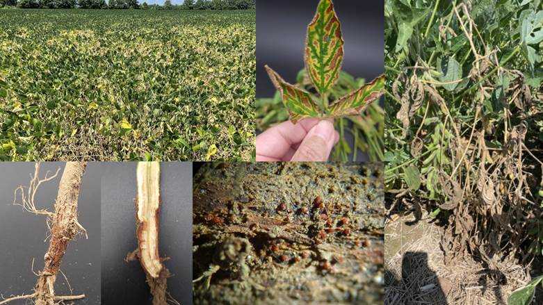 Ohio State Agronomy (@osu_agronomy) on Twitter photo Red Crown Rot (RCR) of soybean has been confirmed in Ohio for the first time. Learn more about this new soybean disease at agcrops.osu.edu/newsletter/cor… and if you suspect RCR contact the OSU Soybean Pathology & Nematology Laboratory
<a href="/OSUPlantPath/">OhioStatePlantPath</a>
<a href="/Ohiosoycouncil/">Ohio Soybean Council</a>
<a href="/CropNetwork/">Crop Protection Network</a> Red Crown Rot (RCR) of soybean has been confirmed in Ohio for the first time. Learn more about this new soybean disease at agcrops.osu.edu/newsletter/cor… and if you suspect RCR contact the OSU Soybean Pathology & Nematology Laboratory
<a href="/OSUPlantPath/">OhioStatePlantPath</a>
<a href="/Ohiosoycouncil/">Ohio Soybean Council</a>
<a href="/CropNetwork/">Crop Protection Network</a>