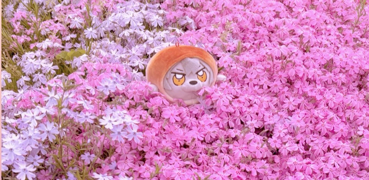 なんまいだ tweet media