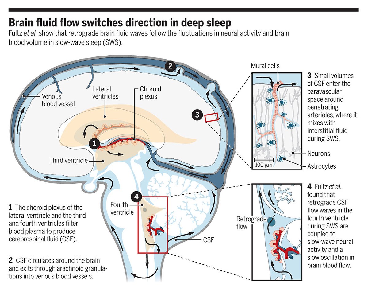Rhythmic fluid flows in deep sleep which allows clearance of waste products.

Quality sleep is crucial for mental &amp; physical health.