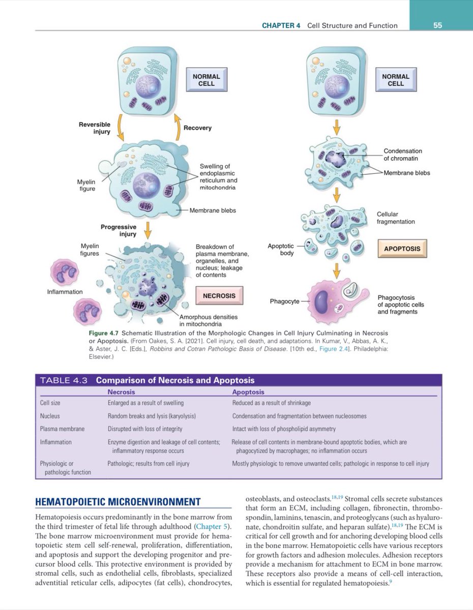 herpdfs's tweet photo. Rodak’s Hematology 7th Ed PDF❤️‍🔥

🏷️ ₱50 - Gcash
✅ Downloadable and Printable
✅ Lifetime Access on Gdrive

t. lf pdf rmt mls mtle 2025 ph medtech pdf epub reviewer book ipad hematology ph med school studytwt made simple https://t.co/On5jxRT9w6
