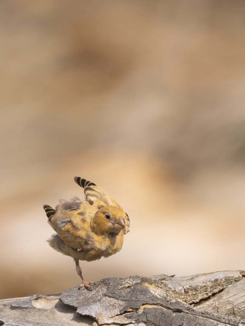 José Manuel Caballero Fernández tweet media