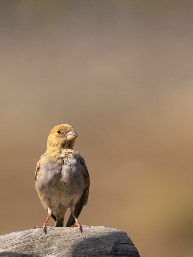 José Manuel Caballero Fernández tweet media