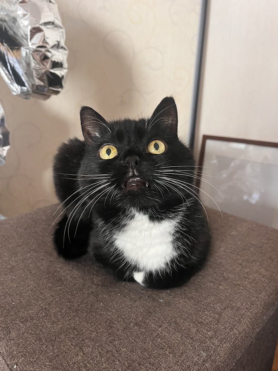 DuckTerror's tweet photo. Така смішна кошка, цей ЗУБ😭 https://t.co/uKUs5Ghn02
