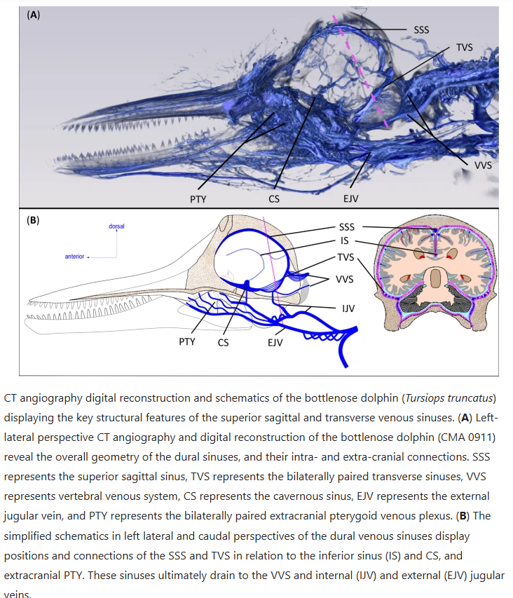 🚨New Pub in <a href="/Nature/">nature</a>! Highly collaborative with Tiffany Keenan as lead author and many members of <a href="/uncwtiftlab/">UNCW Comparative Physiology Lab</a>! This article describes the anatomical features associated with a functional glymphatic system in bottlenose dolphins. <a href="/UNCWilmington/">UNCW</a> doi.org/10.1038/s41598…