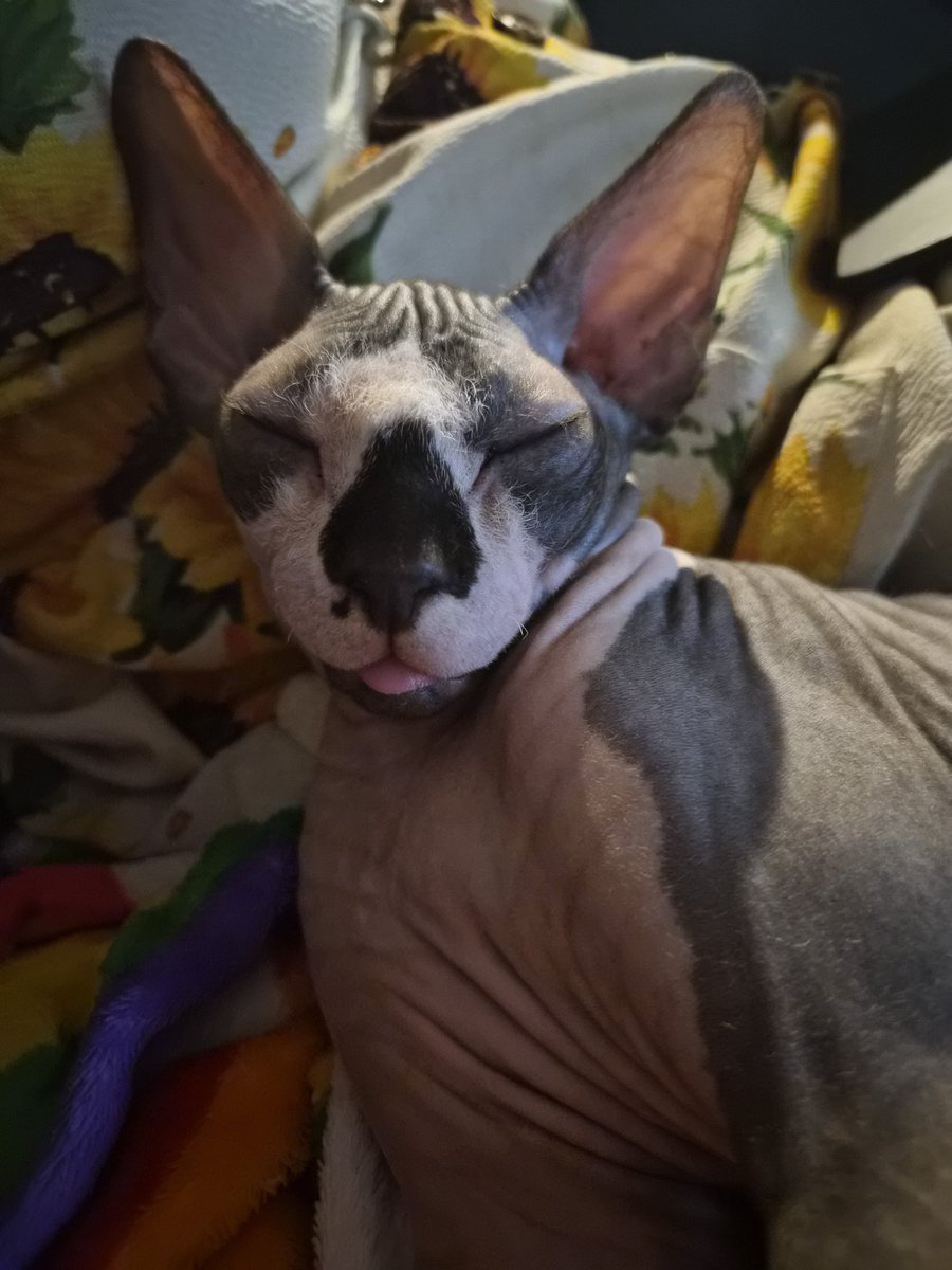 I love being a furry who only has hairless pets, I stole all the fur for myself
