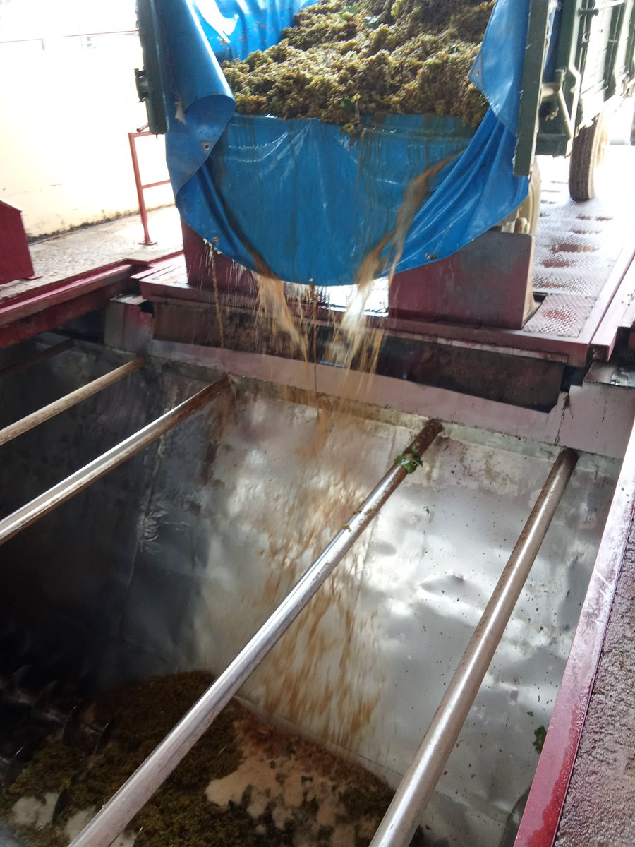 Heliocatmo's tweet photo. Hoy, 19 de agosto, terminan nuestras fiestas patronales #ElProvencio, hoy empezó nuestra vendimia, #moscatel. 
La rueda de la vida continúa, eso es lo importante. 
#Canforrales @camposreales https://t.co/3VXg1WxsuN
