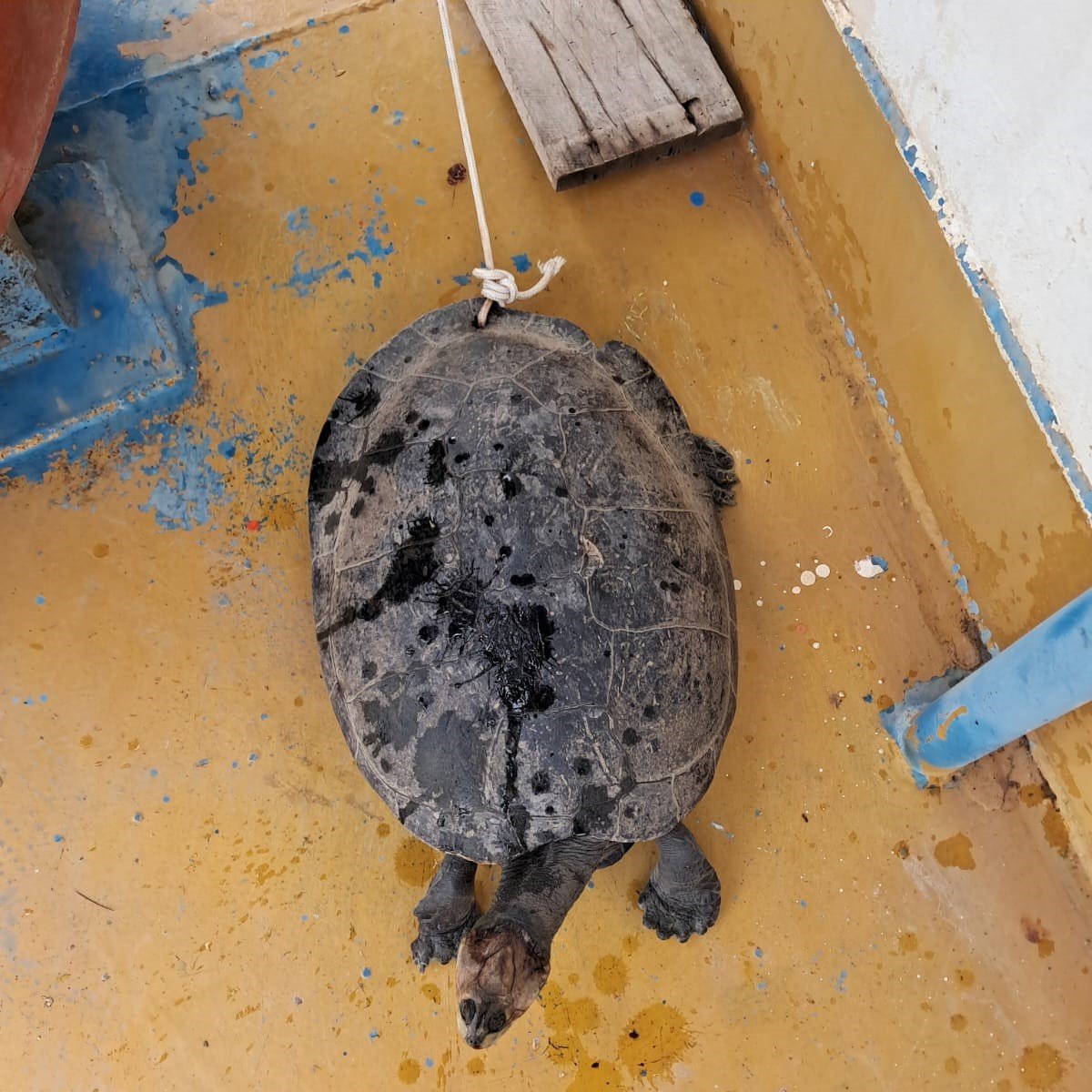 Autoridad Marítima Nacional - DICAPI (@mgp_dicapi) on Twitter photo La <a href="/naval_peru/">Marina de Guerra</a> intervino la embarcación “Henry 15” en el río Amazonas, donde se halló una taricaya en peligro de extinción, amarrada y con una perforación en el caparazón.
acortar.link/qxJAMF La <a href="/naval_peru/">Marina de Guerra</a> intervino la embarcación “Henry 15” en el río Amazonas, donde se halló una taricaya en peligro de extinción, amarrada y con una perforación en el caparazón.
acortar.link/qxJAMF