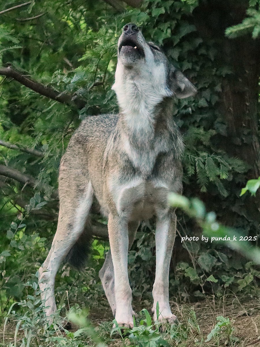 カヨラン遠吠え🐺
＃多摩動物公園　＃オオカミ　＃カヨラン（📷2025.8/14）