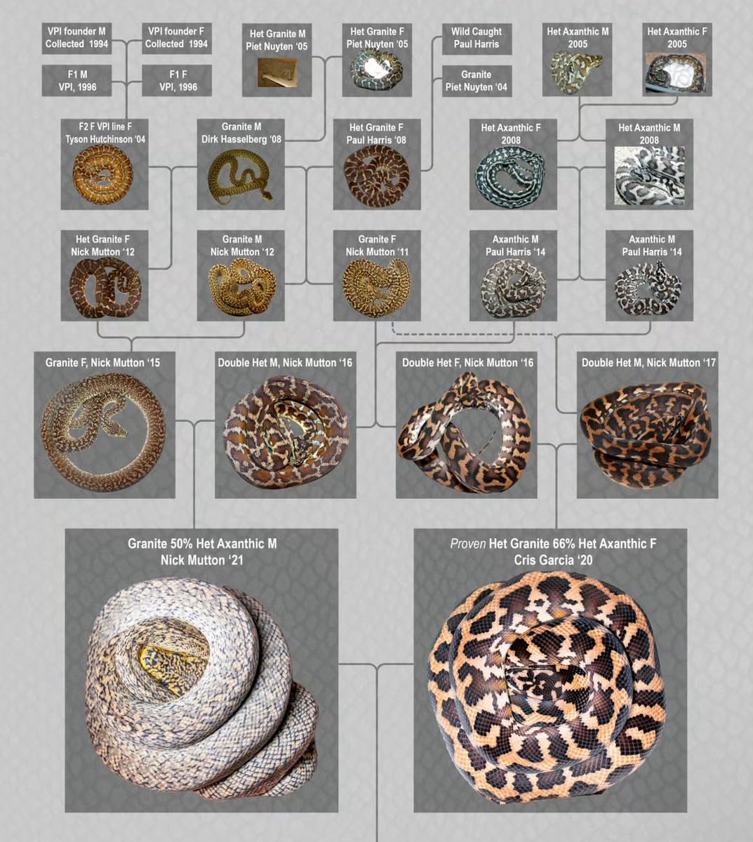 dschinnihookah's tweet image. こんな感じの図鑑が家に欲しい(&apos;ω&apos;　)
 #カーペットパイソン
 #carpetpython