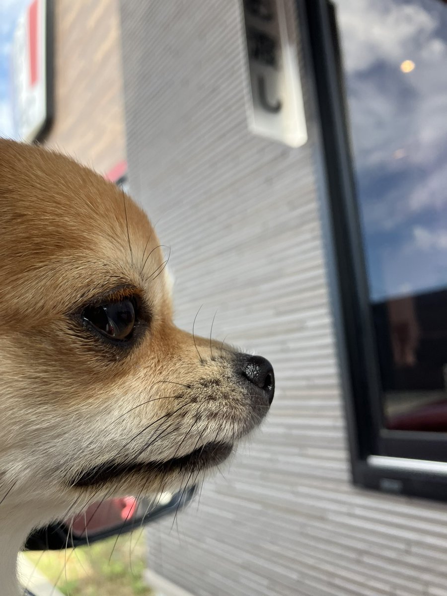 ケンタのドライブスルーにて
真剣な眼差し