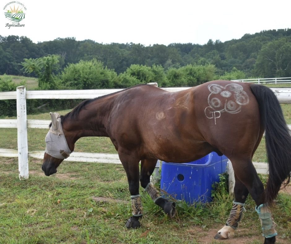 Meet one of Montgomery County’s gentle farm residents 🐴
This beautiful horse lives at a Madison Fields is a community-powered agricultural resource center that builds community resilience by cultivating an environment for wellness!