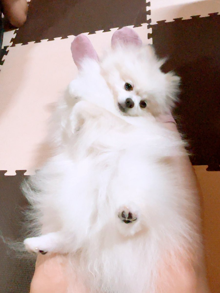⑅◡̈*♡⭐︎ポメ子さま⑅◡̈*♡専用♡ ?media_id=3648188567614364327
