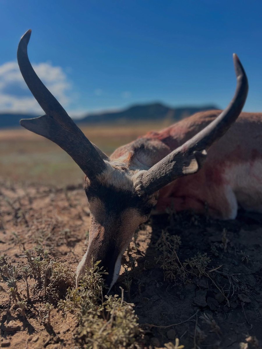 🦌 Buck Chasers 🦌 tweet media