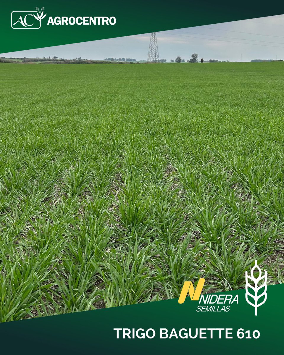 AgrocentroUY's tweet photo. 🌾 𝐄𝐥 𝐩𝐨𝐭𝐞𝐧𝐜𝐢𝐚𝐥 𝐲𝐚 𝐬𝐞 𝐞𝐦𝐩𝐢𝐞𝐳𝐚 𝐚 𝐯𝐞𝐫 𝐞𝐧 𝐞𝐥 𝐜𝐚𝐦𝐩𝐨.
En La Víbora, el Trigo Baguette 610 de @niderasemillas muestra una muy buena sanidad, avanzando a encañazón (Z30) luego de una siembra el 26/5 y un manejo con 250 kg de urea desde el inicio.

Gracias a nuestro técnico de Mercedes, @nicolasleguisam , por el seguimiento y registros 👏🏼

👉🏼 Confiá en el rendimiento y la estabilidad de los trigos Nidera. ¡Sembrá Baguette 610!

@andres_nogueira7 @niderasemillas
