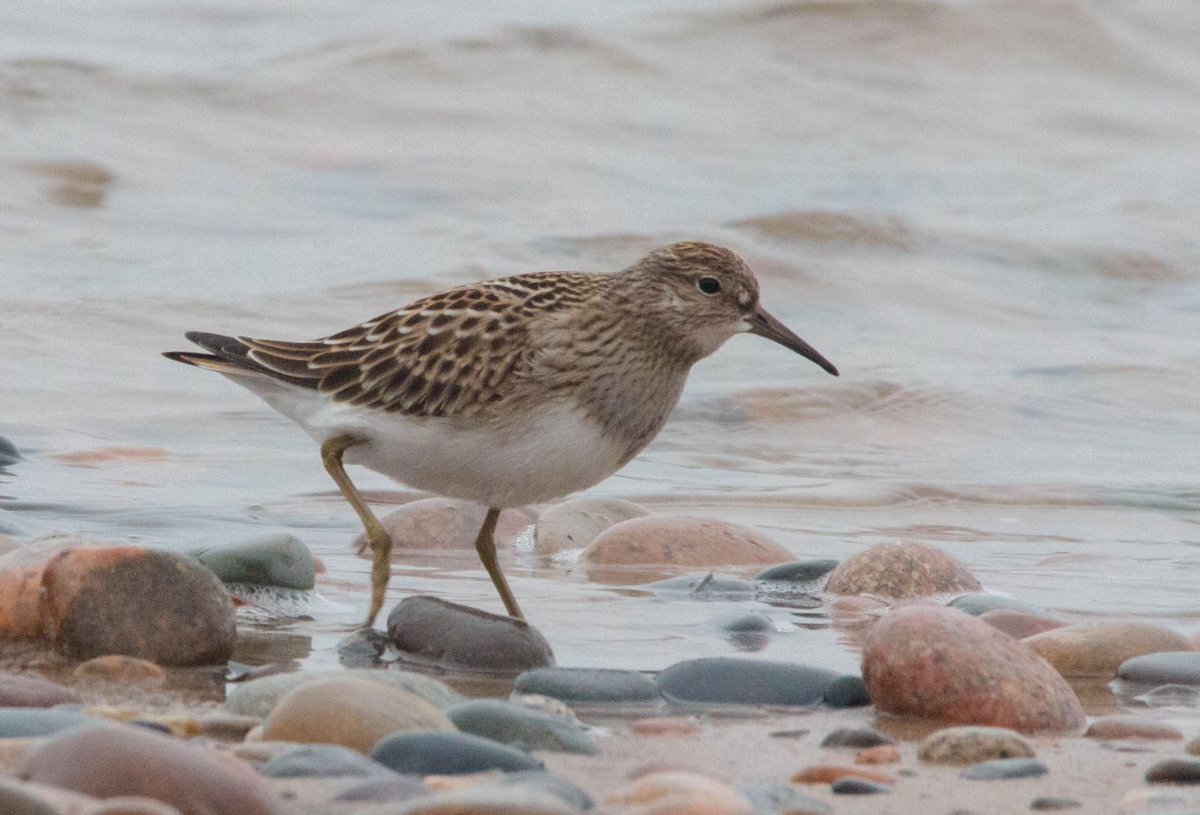 Birding University tweet media
