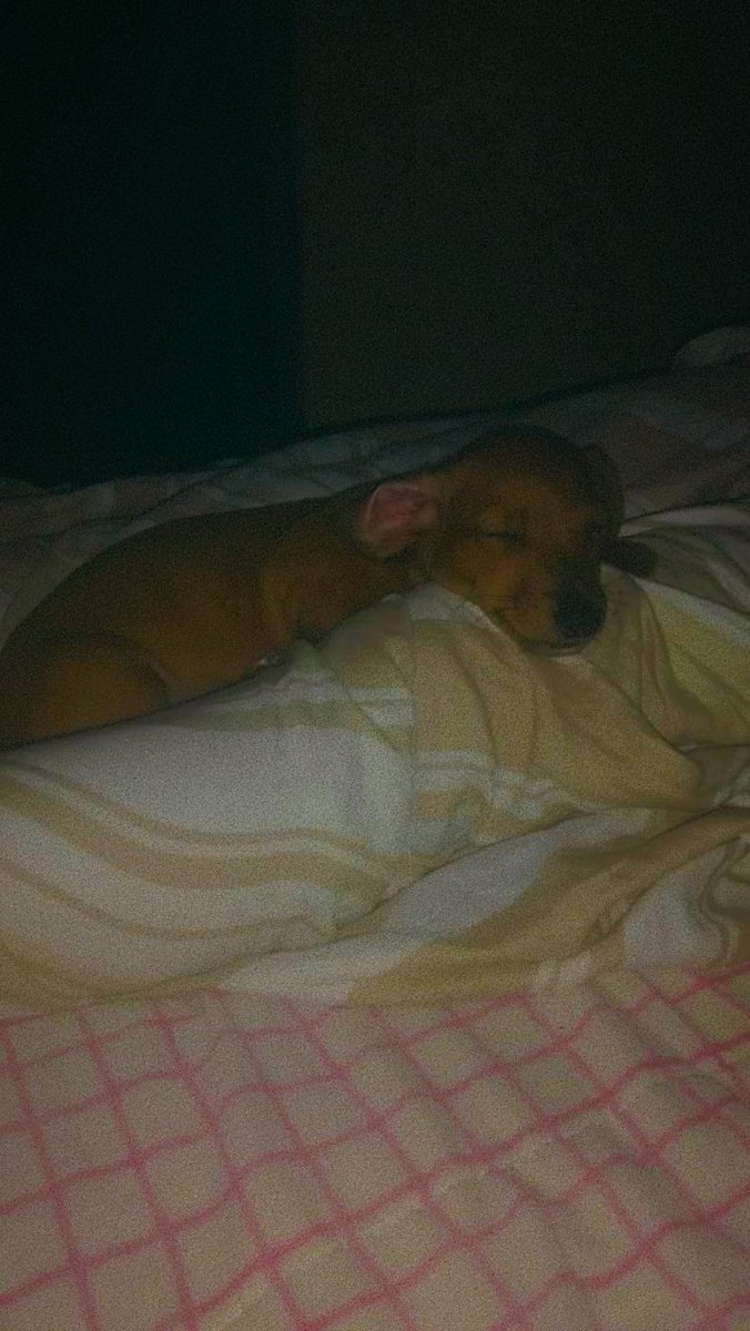 Bl1nny's tweet photo. É tão estranho como o meu sol está congelado, como aquela água que me aquecia depois da tempestade virou um bloco de gelo... Eu te amo Bella🥀 https://t.co/8tGHMsrke1
