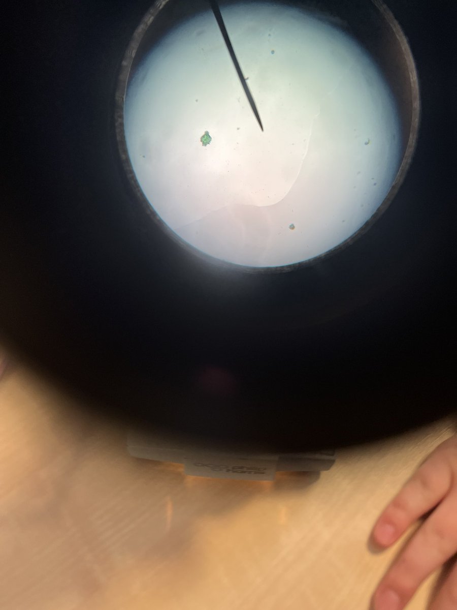 Colgrain P7A got to be the first class to experience our Primary Science lessons this year and they were all fantastic! Super engaged and excited to learn about science at the Academy. The turn of P7B next week! 🔬 👩🏻‍🔬