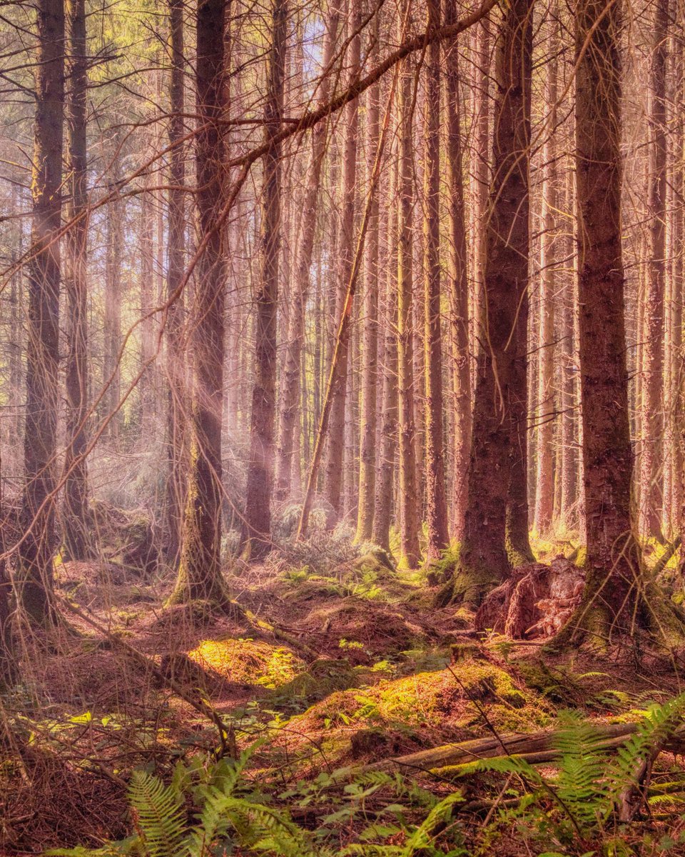 JDHPhotoBlog's tweet image. Happy #WorldPhotographyDay !
Here’s 4 from a recent trip to North Devon/Cornwall
1&2 - Holsworthy Woods, Devon
3&4 - Northcott Mouth Beach, Cornwall
📷 Fujifilm X-T5 / XC15-45mm
