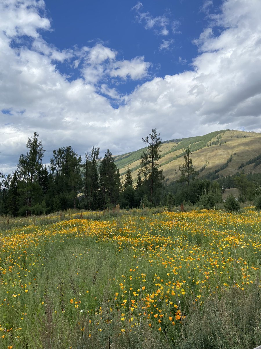 wangdalang6's tweet image. 草原摊开绿绒毯，云影漫过羊群。风把经幡吹成低语，远处蒙古包飘出奶香。时间在这里，走得很轻。
#LibertyLibrary