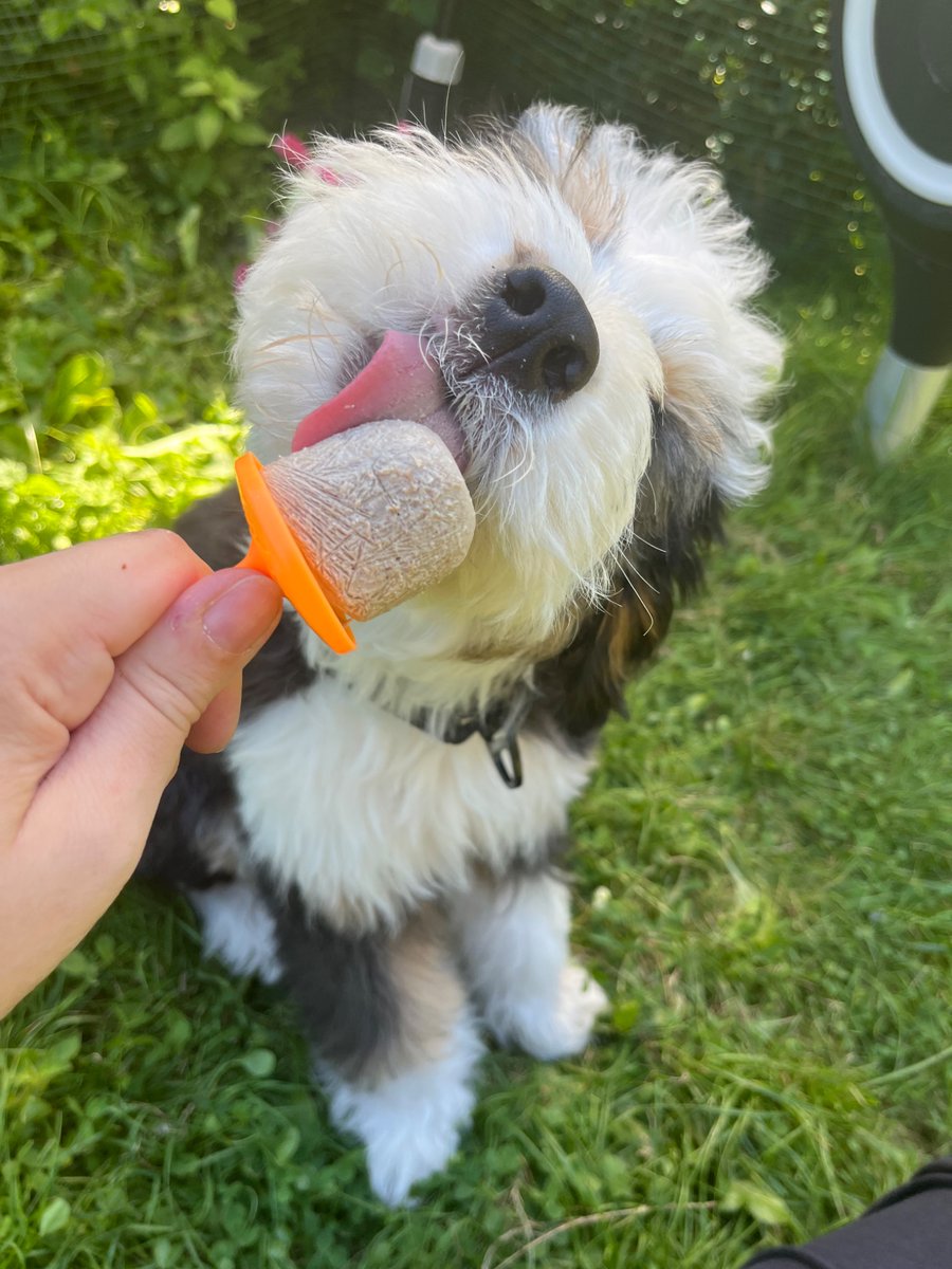 MissBudanova tweet media