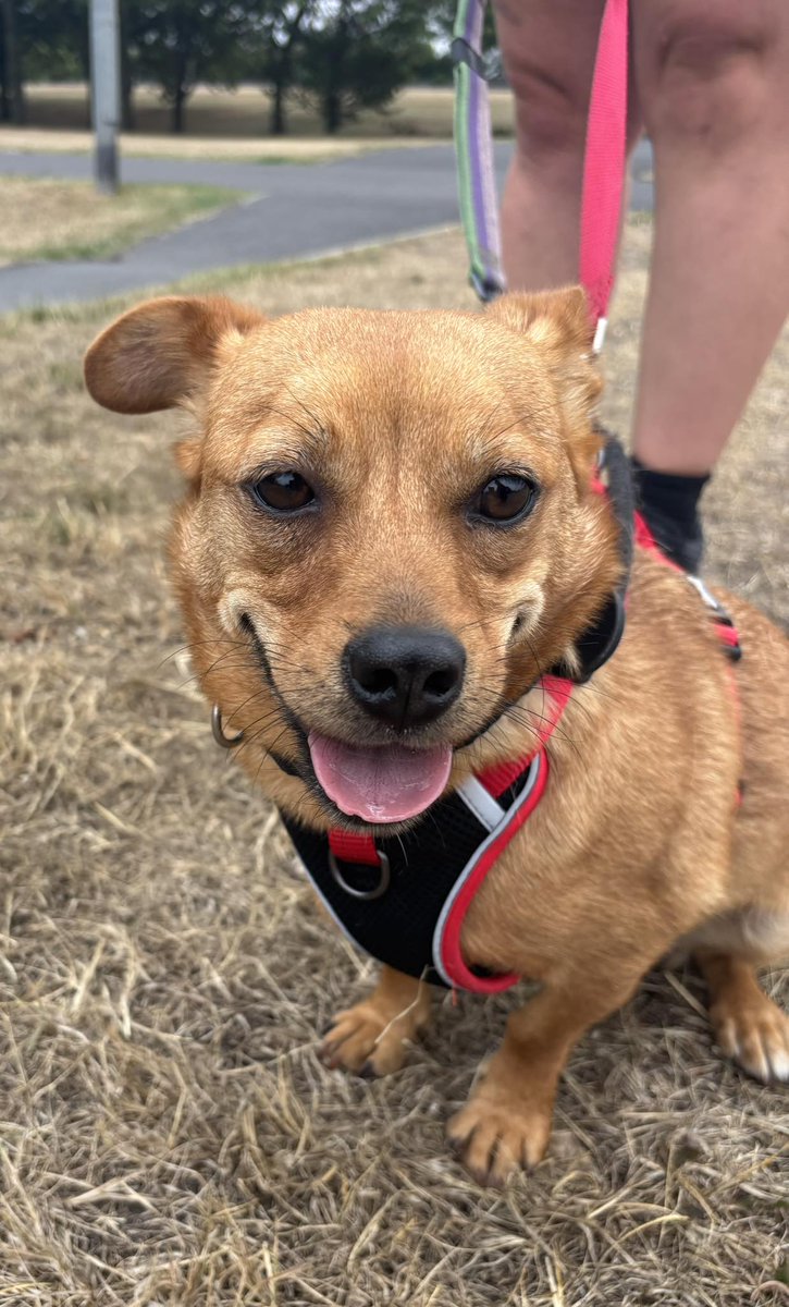 Ginger is in foster in #MarketRasen area #Lincolnshire 
This boy is shy and lovable He is around 2 yrs old. He is a small size boy but has lots of love to give and loads  of energy to burn. He loves doing zoomies when he relaxes with you
imminghamdogshome.org/form/
#TongueOutTuesday