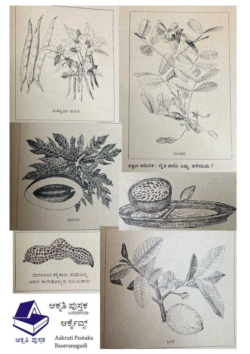 Some of the Botanical illustrations by BGL Swamy from his book ನಮ್ಮ ಹೊಟ್ಟೆಯಲ್ಲಿ ದಕ್ಷಿಣ ಅಮೆರಿಕ..