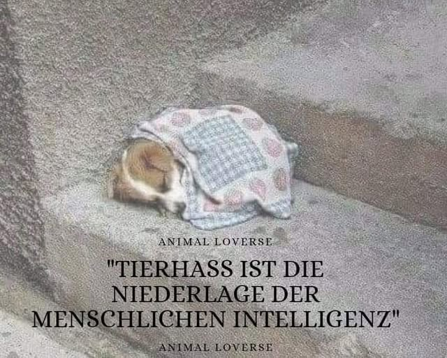 Ally Catmom (@lordi1960) on Twitter photo 