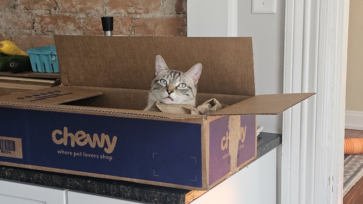AlecHouston94's tweet photo. @Chewy idk what yall do to your boxes,  but my cat luigi loves every single chewy box that comes into our house 🤣 https://t.co/iReEyhneTr