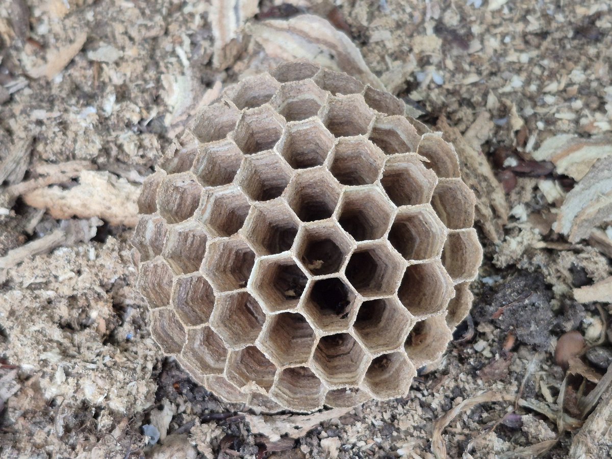 Chiltern Woods (@chilternwoods) on Twitter photo Noticed these large hexagonal papery cells of a European hornets nest at the base of a hollow beech tree, with plenty of hornets flying around. By <a href="/ChilternSociety/">Chiltern Society</a> Bottom Wood. Noticed these large hexagonal papery cells of a European hornets nest at the base of a hollow beech tree, with plenty of hornets flying around. By <a href="/ChilternSociety/">Chiltern Society</a> Bottom Wood.