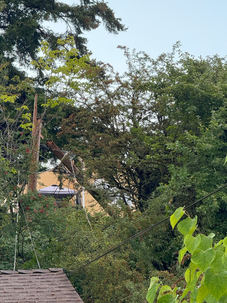 A tree that fell in a hard-to-access area caused the overnight outage in West Seattle. Crews will be on site throughout the day to make extensive repairs including replacing several poles, fixing broken crossarms, and reconnecting wire.